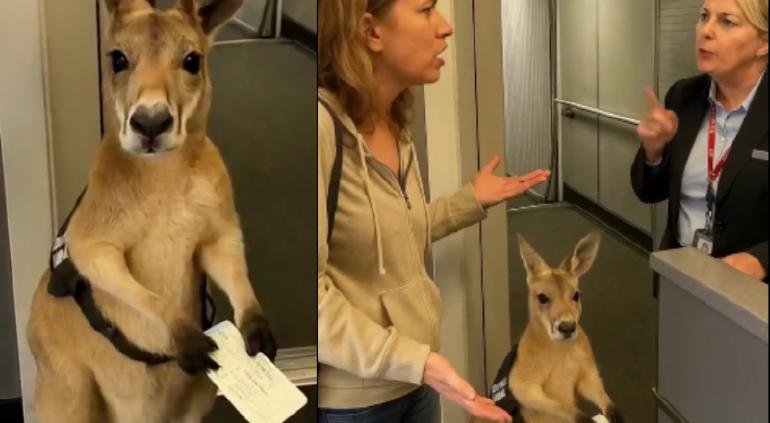 El canguro viral de las redes